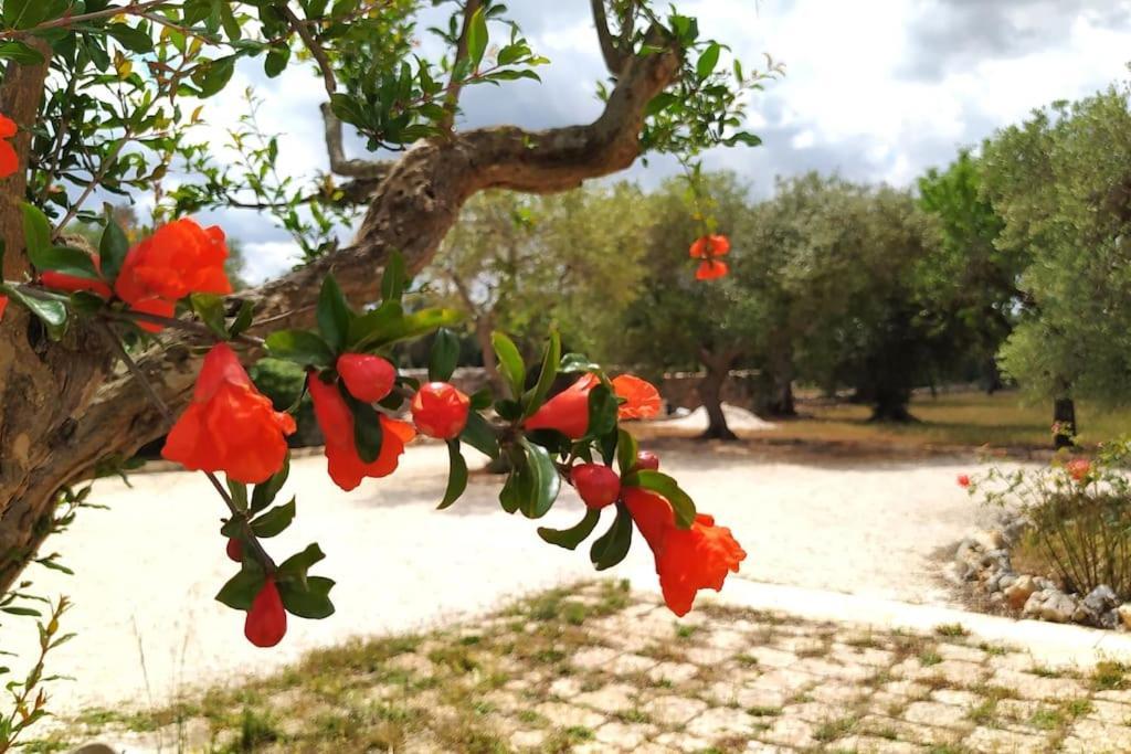 Trullo Mami Villa Putignano Dış mekan fotoğraf